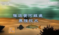 [农广天地]豫选黄河鲤鱼养殖技术