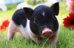 [科技苑]陆川猪养殖：陆川一枝花 其实是胖猪