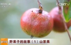 [科技苑]野果子的故事：山茶果种植