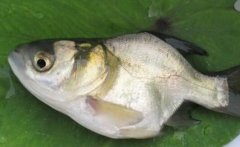 鱼跃龙门：锁骨大头鱼和龙胆石斑鱼养殖效益好