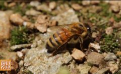 秦岭寻蜂：解开土蜂许多未从知道的增产奥秘