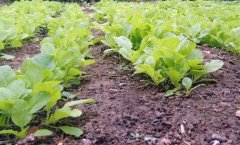 菜园土壤恶化的原因及改良方法