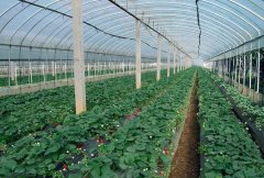 大棚草莓种植成本与收益情况分析（按一亩计算）