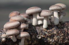 香菇种植如何多发菌出好菇提早上市