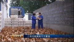 河南漯河王永安：二百元起家养蛋鸡年入千万元