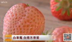 白草莓种植技术视频：白草莓白得不寻常