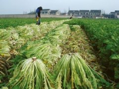 雪菜与水稻轮作种植效益高一亩收入四千元