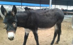 驴的养殖行情及肉驴的养殖前景怎么样？