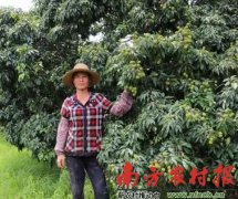 广东的江桂容种糯米糍荔枝为何能卖到80元1斤？