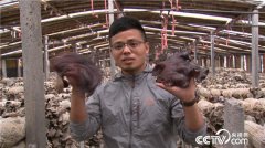 刘春龙：危险大棚里的诱人财富一亩黑皮鸡枞菌卖40万元