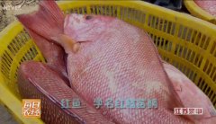 [每日农经]南海钓鱼记：红鱼带来的财富
