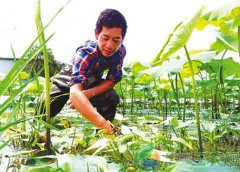 莲藕+泥鳅种养模式成农民创业致富的好点子