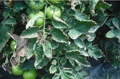 番茄土传病害种类及预防