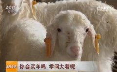 [科技苑]买羊的学问：羔皮系和多羔系湖羊如何选