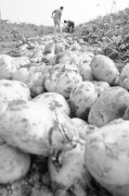 山东：良种马铃薯效益高亩产5000多斤