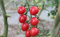 樱桃番茄苗期常见病害症状与防治