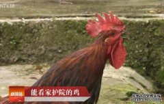 [科技苑]石棉草科鸡 能看家护院的鸡