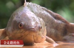 攀鲈鱼养殖技术视频