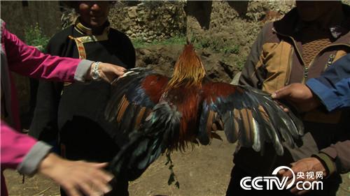 [致富经]孟稣去西藏养藏鸡致富 高原飞鸡的隐秘商机