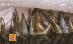 水蛭养殖技术视频：保险箱里养水蛭