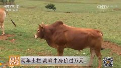广南高峰牛两年出栏身价过万元