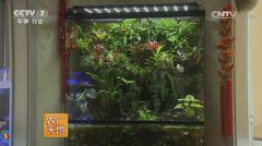 [农广天地]雨林生态造景技术视频