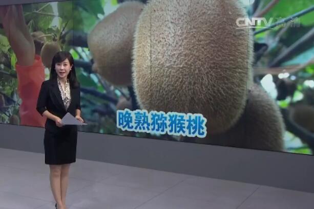 [聚焦三农]陕西周至：猕猴桃会种还会卖