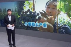 沙化土地种葡萄 小葡萄如何做成大产业