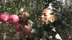 山西吉县强勤忠种苹果一亩赚二万元的秘密