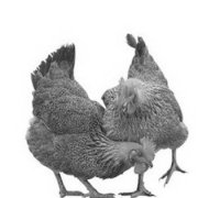 农村散养鸡群怎样预防啄癖症