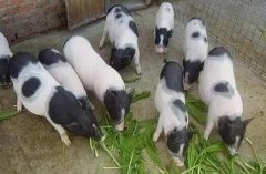 养香猪的成本效益分析