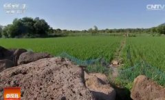 [科技苑]吉林通化柳河县管延丽石头地里种大米