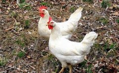 养殖什么肉鸡品种好？肉鸡品种及养殖前景分析