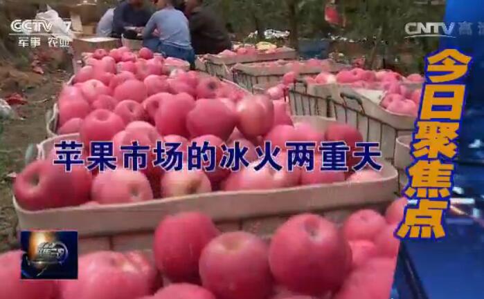 [聚焦三农]苹果市场为何冰火两重天,农民又该怎么办?