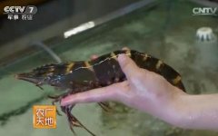 [农广天地]粤来越鲜美 揭秘斑节虾养殖