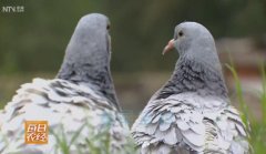 [每日农经]蛋鸽养殖：有关鸽子和鸽子蛋的秘密
