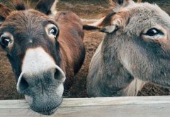 肉驴养殖有补贴吗？