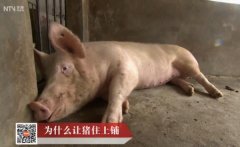 [科技苑]陈小平:发酵床养猪为什么让猪住上铺