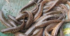 2017年养黑鱼赚钱吗？黑鱼养殖前景及市场价格行情分析