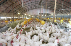 2017年养肉鸡赚钱吗?肉鸡养殖前景及市场价格行情分析