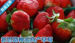 新思路种出高产草莓