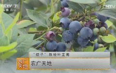 [农广天地]“傻子”教授种蓝莓
