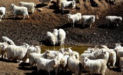2017养山羊赚钱吗？山羊养殖前景及市场价格行情分析