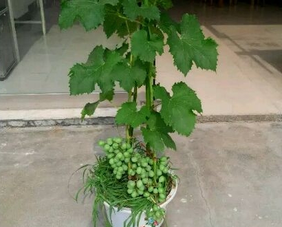 盆栽葡萄要用什么土种