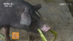 [农广天地]吃软饭的黑猪更值钱