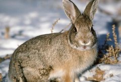 野兔冬季常见病害的防治