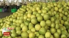 [科技苑]三筐柚子的秘密让柚子身价倍增
