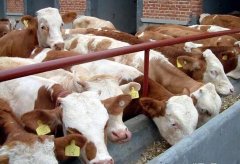 2017养牛赚钱吗 养牛的前景及市场价格行情分析