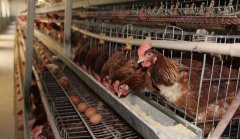 2017养鸡赚钱吗？养鸡的前景及市场价格行情分析