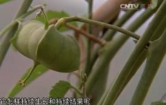 [科技苑]神奇的美藤果怎样种植更高产